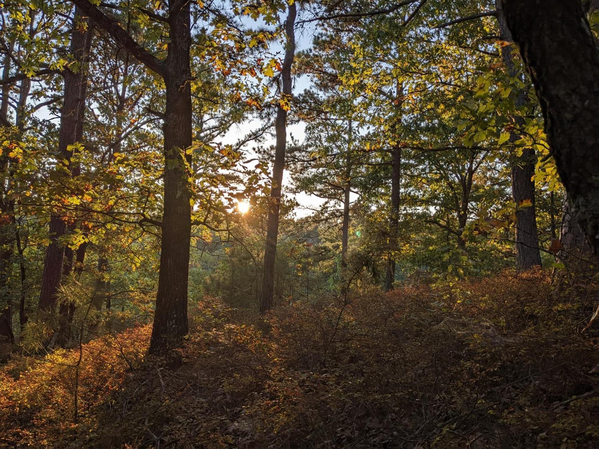 Loblolly Pines Adventure Cabin 4 King 유레카 스프링스 외부 사진